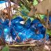 Ossada humana é encontrada por pedestres à beira da AM-010 em Manaus