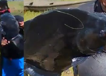 Vídeo: homem encontra terceira piranha-preta em balneário e preocupa banhistas no Amazonas