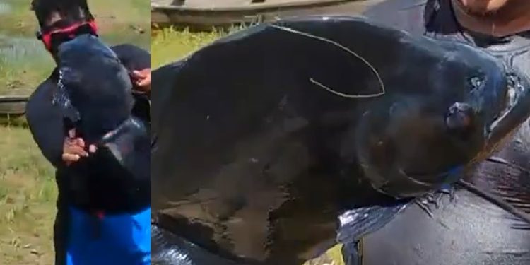 Vídeo: homem encontra terceira piranha-preta em balneário e preocupa banhistas no Amazonas