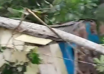 Vídeo: Forte chuva causa qu3da de árvore em casa e mãe e filha ficam desabrigadas em Manaus