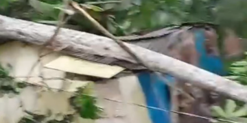 Vídeo: Forte chuva causa qu3da de árvore em casa e mãe e filha ficam desabrigadas em Manaus