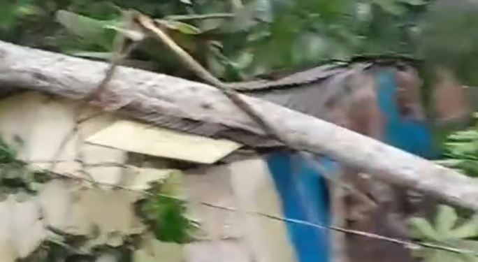 Vídeo: Forte chuva causa qu3da de árvore em casa e mãe e filha ficam desabrigadas em Manaus