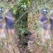 Ao perceberem Rocam, suspeitos correm para mata e dois acabam presos em Manaus