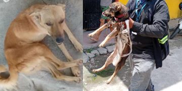 Cães ficam meses presos e sem alimentação e são resgatados após denúncia em Manaus