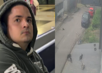 Cadela m0rr3u na hora e cinco cães estão hospitalizad0s em Manaus após atr0p3lamento