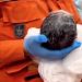 Bebê não espera e nasce a caminho da maternidade na rua em Manaus