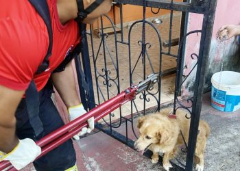 Bombeiros do Amazonas resgatam uma média de quatro animais a cada 24 horas