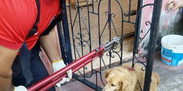 Bombeiros do Amazonas resgatam uma média de quatro animais a cada 24 horas