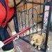Bombeiros do Amazonas resgatam uma média de quatro animais a cada 24 horas