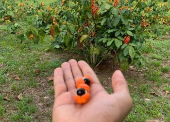 Açaí e guaraná recebem reconhecimento internacional, entrando para ranking de 100 melhores frutas do mundo