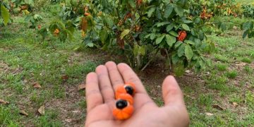 Açaí e guaraná recebem reconhecimento internacional, entrando para ranking de 100 melhores frutas do mundo