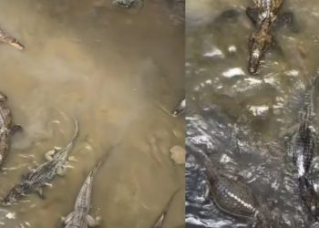 Vídeo: mulher filma jacarés nadando em Manaus e diz: ‘o igarapé mais fraco de Manaus”