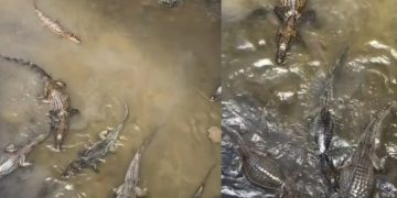 Vídeo: mulher filma jacarés nadando em Manaus e diz: ‘o igarapé mais fraco de Manaus”