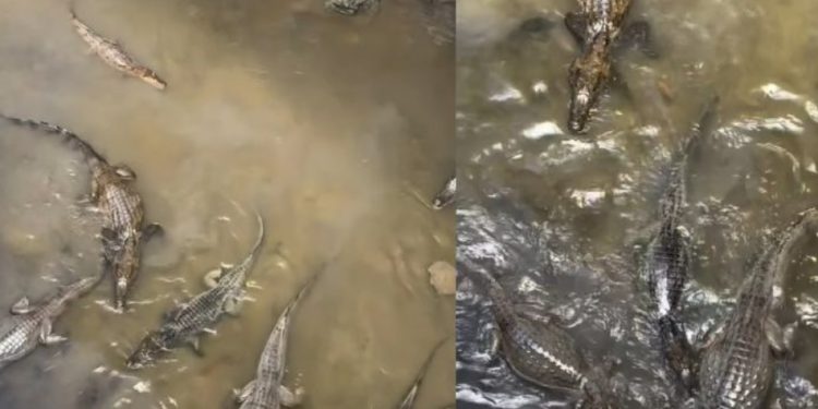 Vídeo: mulher filma jacarés nadando em Manaus e diz: ‘o igarapé mais fraco de Manaus”