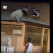 Vídeo: Suposto ladrã0 é arremessad0 do telhad0 e quase m0rr3 em Manacapuru