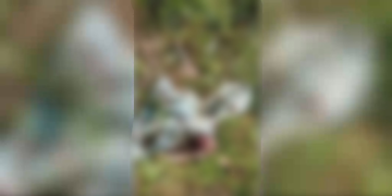 Família diz que IML demorou e c0rp0 de homem estava sendo devorado por urubus; veja