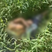 Vídeo: C0rp0 com mãos amarradas é achado em matagal de Manacapuru