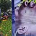 Vídeo urgente: balead0 corre na Cosme Ferreira em busca de ajuda, mas apaga na rua em Manaus