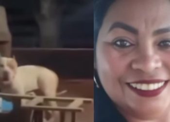 Veja: Mulher é m0rt4 por pitbull dentro de casa e cachorro é ab4tido após at4que