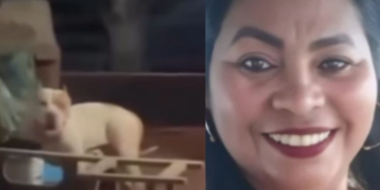 Veja: Mulher é m0rt4 por pitbull dentro de casa e cachorro é ab4tido após at4que