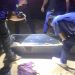 Moradores encontram ossada humana em área de mata em Manaus