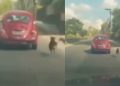 Indignação: cachorro persegue carro após ser deixado abandonado