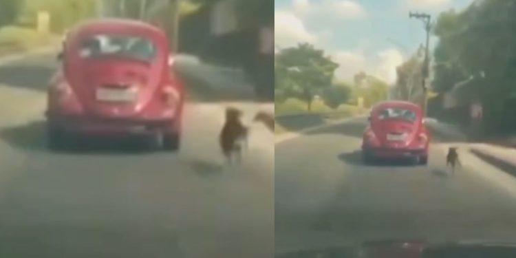 Indignação: cachorro persegue carro após ser deixado abandonado