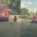 Indignação: cachorro persegue carro após ser deixado abandonado