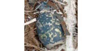 Em Petrópolis, menino de 11 anos encontra granada enquanto brincava no quintal