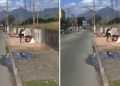 Vídeo: homem des0va c0rpo em carrinho de mão ao vivo na TV Record
