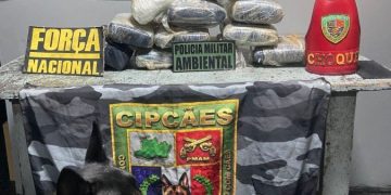 Apreensão de 11,3 kg de skunk em barco no Amazonas gera rombo de R$ 226 mil ao tráfic0
