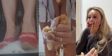 Empresária é pr3sa por vender vídeos na internet onde aparece m@tand0 gatos, pintinhos e coelhos