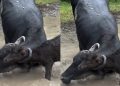 Vídeo: filhote de búfalo fica preso pelo chifre na cabeça da mãe em fazenda do Amazonas