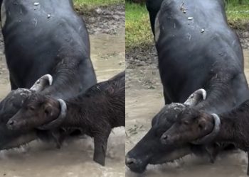 Vídeo: filhote de búfalo fica preso pelo chifre na cabeça da mãe em fazenda do Amazonas