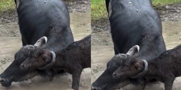 Vídeo: filhote de búfalo fica preso pelo chifre na cabeça da mãe em fazenda do Amazonas