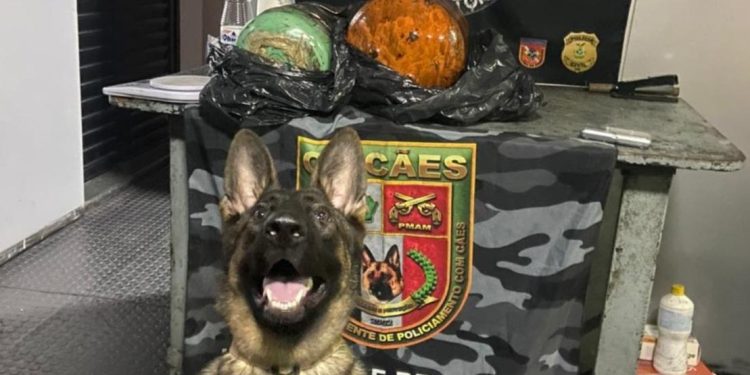 Cadela Íris, da PM-AM, indica dr0ga e 23 kg de pasta-base de cocaína é encontrada em cilindros frigoríficos