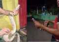 Vídeo: morador encontra cobra dentro de casa no interior do Amazonas: ‘olha a bichinha’