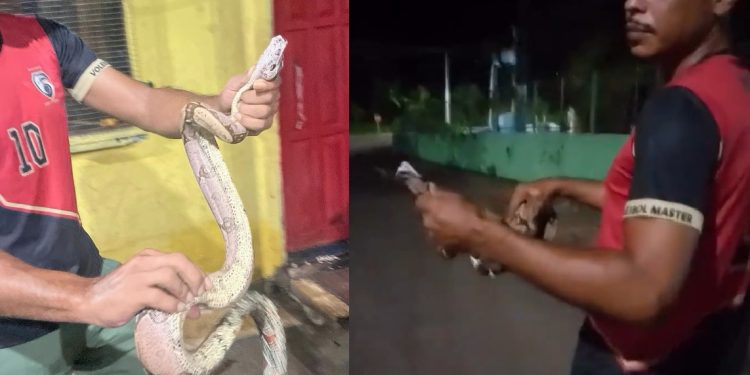 Vídeo: morador encontra cobra dentro de casa no interior do Amazonas: ‘olha a bichinha’