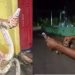 Vídeo: morador encontra cobra dentro de casa no interior do Amazonas: ‘olha a bichinha’