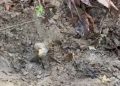 Vídeo urgente: ossada encontrada hoje à tarde pode ser de jovem desaparecido no Amazonas