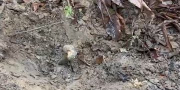 Vídeo urgente: ossada encontrada hoje à tarde pode ser de jovem desaparecido no Amazonas