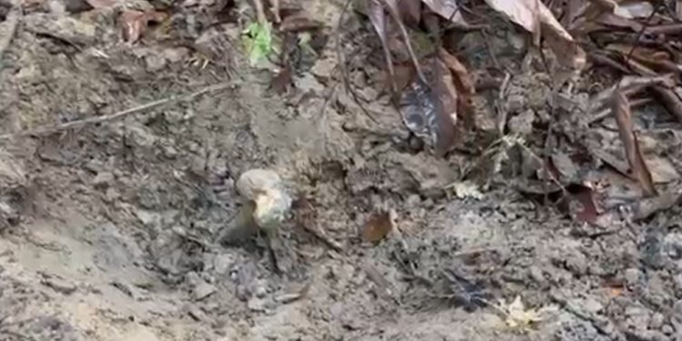 Vídeo urgente: ossada encontrada hoje à tarde pode ser de jovem desaparecido no Amazonas