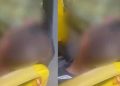 Vídeo: passageiro é assassinad0 dentro do ônibus da linha 086 em Manaus