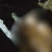 Com f4cada no tórax, homem é encontrado sem vida em Tefé