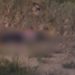 Homem é achado sem vida após tir0s em trecho da BR-174