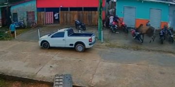 Veja: Boi invade área urbana, assusta moradores e derruba moto no interior do Amazonas