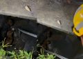 Vídeo: cães brigam na rua e caem no bueiro na Z0na Leste de Manaus