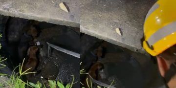 Vídeo: cães brigam na rua e caem no bueiro na Z0na Leste de Manaus