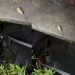 Vídeo: cães brigam na rua e caem no bueiro na Z0na Leste de Manaus