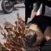 Mulher é socorrida no asfalto após cair com a moto na Z0na Norte de Manaus